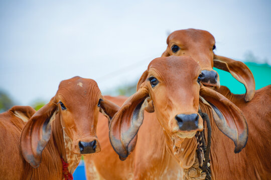 Desi Cow 'या' आहेत 50 लिटर दूध देणाऱ्या देशी गाई, कमवा महिन्याला लाखो रुपये