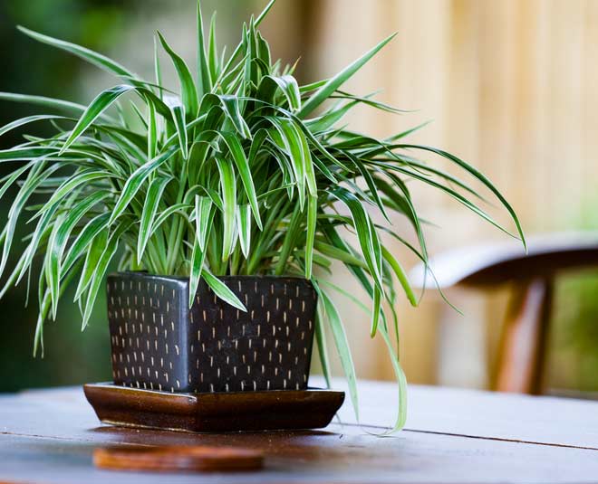 Air Purifier Plants ही झाडे तुमच्या घराची हवा शुद्ध आणि ताजी करतील, जाणून घ्या कोणते आहेत? 