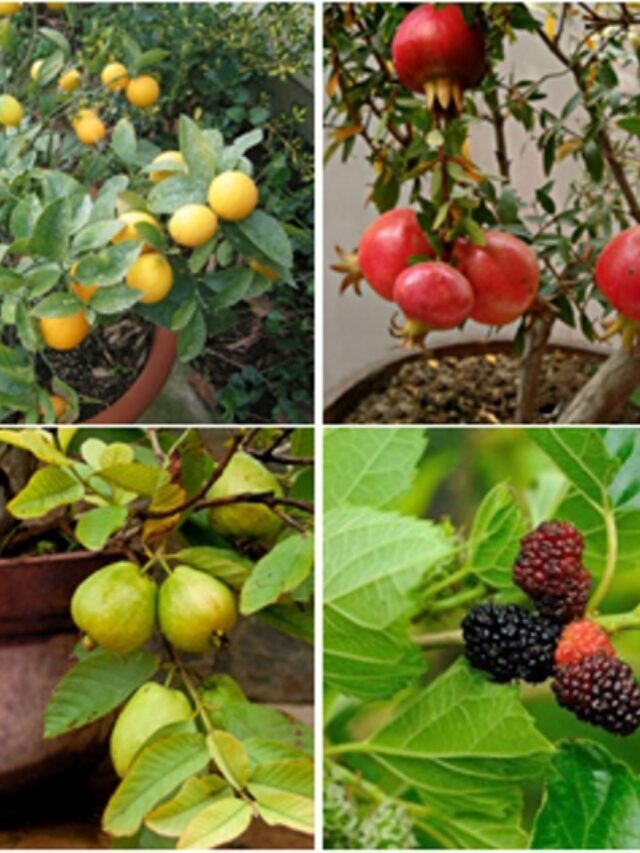 भारतात वेगाने वाढणारी फळझाडे (fast-growing fruit trees in India)
