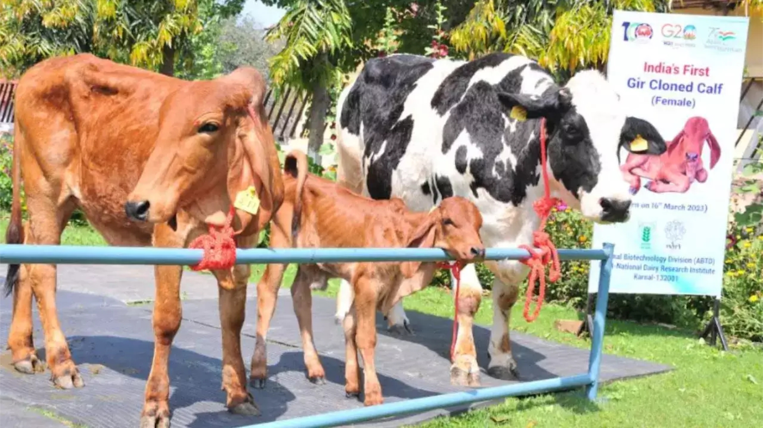 Clone Gir Cow In India : भारतातील पहिल्या क्लोन गीर गायीचा जन्म; वाचा सविस्तर प्रकरण